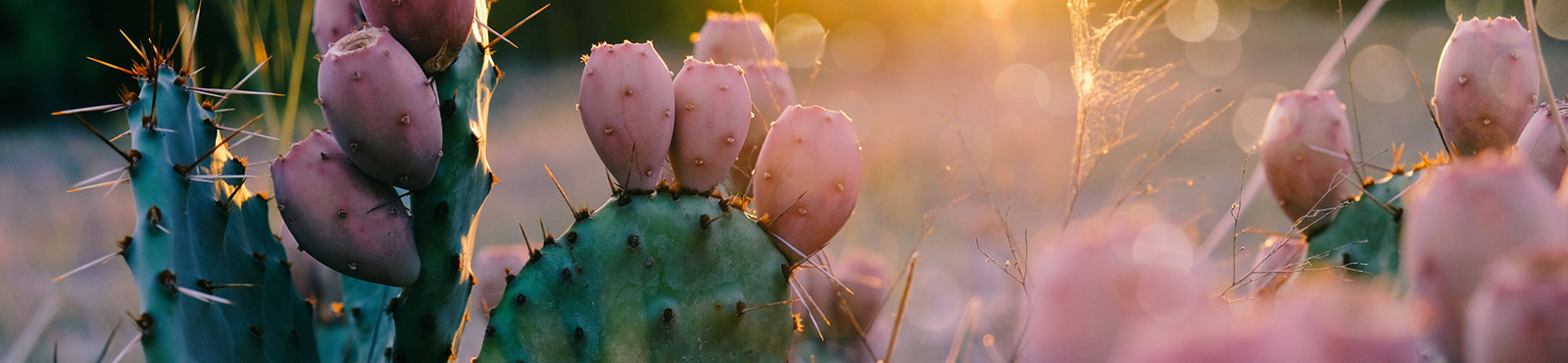 Cactus close up